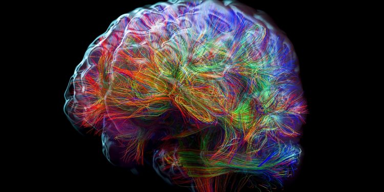 Baixos níveis de açúcar no cérebro podem afetar formação de neurônios