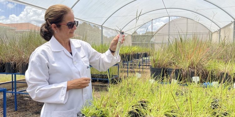 Programa Artemis: Brasil cria “superplantas” que servirão de alimento no espaço e na Terra