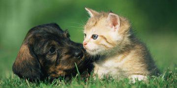 Contato com cães e gatos pode trazer benefícios reais para a saúde