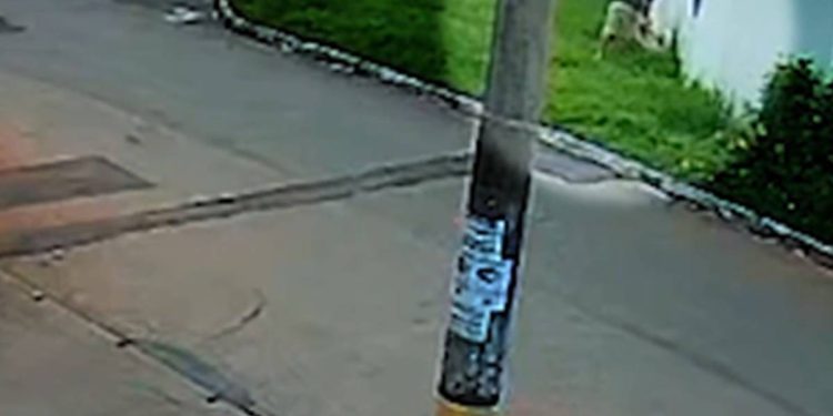 Cachorrinhos são abandonados dentro de saco plástico em calçada no DF. Veja o vídeo