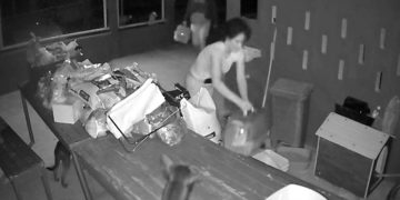 Câmera flagra mulheres abandonando 7 gatos dentro de caixas no DF. Veja vídeo