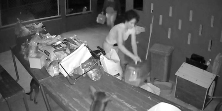 Câmera flagra mulheres abandonando 7 gatos dentro de caixas no DF. Veja vídeo