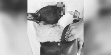 Crueldade: pit-bull esfaqueada e jogada em lixão não resiste e morre