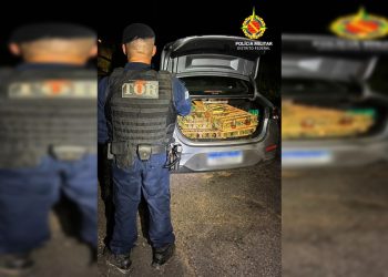 Avaliados em R$ 40 mil, 321 pássaros silvestres são apreendidos no DF