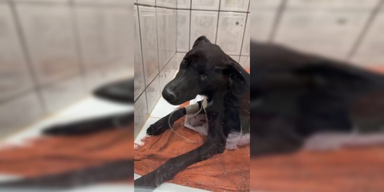 Resgatado, cachorro atropelado ganha campanha para custear tratamento. Veja vídeo