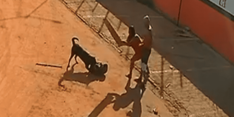 Polícia Civil investiga ataque a cãozinho mascote de delegacia no DF. Veja vídeo