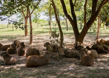 Capivaras ocupam 25% da orla do Lago Paranoá; especialistas alertam sobre riscos de contato