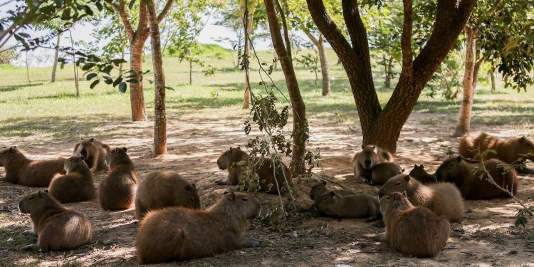 Capivaras ocupam 25% da orla do Lago Paranoá; especialistas alertam sobre riscos de contato