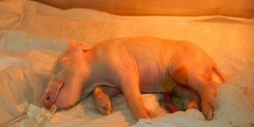 Brasil cria 1º porco clonado para transplante de órgãos humanos