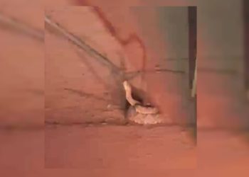 Pronta para o bote: cascavel é resgatada no meio da rua no DF. Veja vídeo