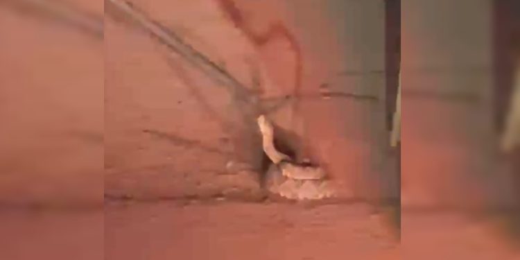 Pronta para o bote: cascavel é resgatada no meio da rua no DF. Veja vídeo