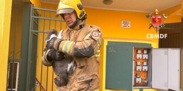 Moradores e animais domésticos são resgatados de incêndio em prédio. Veja vídeo