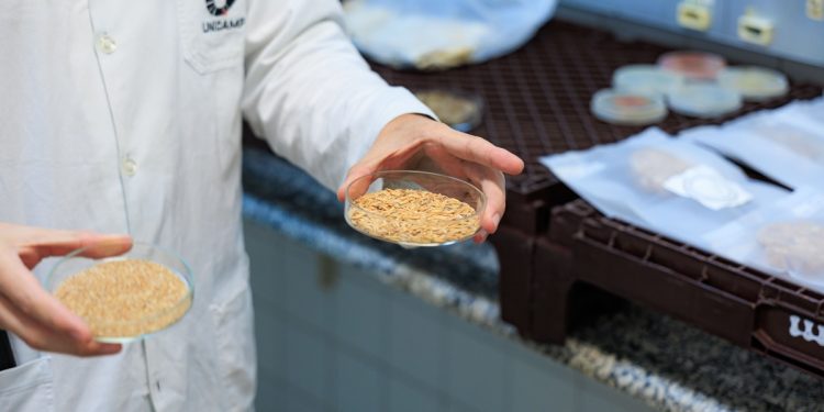 Cientistas criam farinha vegetal com aroma de carne a partir de fungos