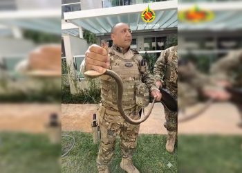 Olha a cobra! Serpente é encontrada dentro de condomínio na Asa Sul. Veja vídeo