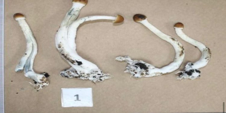 Playboy do DF e namorada são presos com laboratório de cogumelos mágicos. Veja vídeo