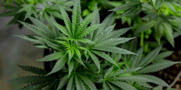 Trump reclassifica maconha como substância menos perigosa. Entenda