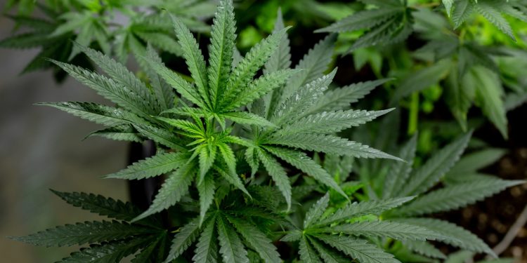 Trump reclassifica maconha como substância menos perigosa. Entenda