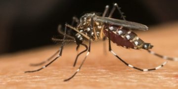 Estudo brasileiro relaciona dengue à síndrome de Guillain‑Barré