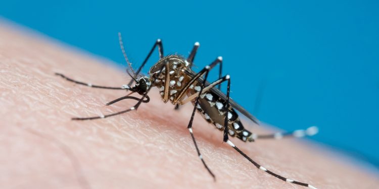 Casos de dengue caem 75% no Brasil; malária também registra queda