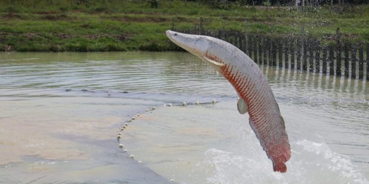 Vai pescar o pirarucu? Saiba que peixe pode atacar seres humanos