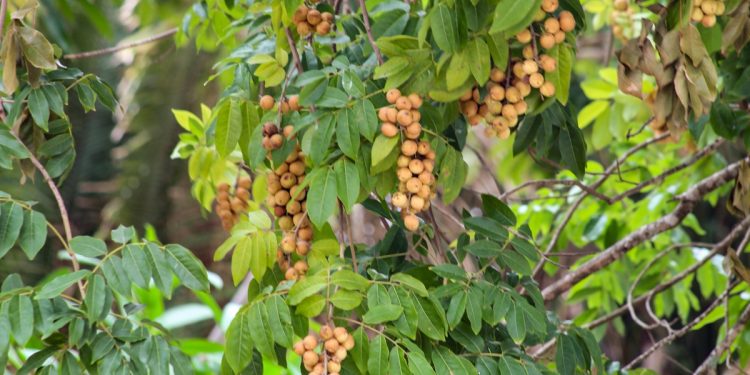 Cientistas de SC estudam possíveis benefícios da guabiroba à saúde