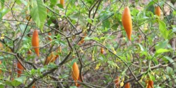 O que é ibogaína, psicodélico liberado para pesquisa por Trump