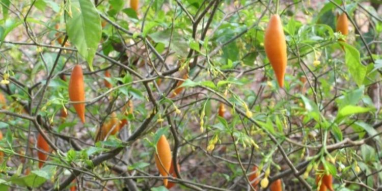 O que é ibogaína, psicodélico liberado para pesquisa por Trump