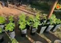 Laboratório e plantação de maconha são flagrados e desativados no DF. Veja vídeo