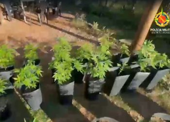 Laboratório e plantação de maconha são flagrados e desativados no DF. Veja vídeo
