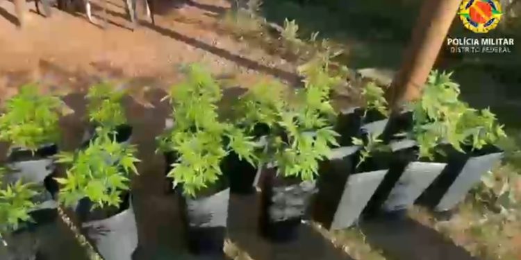 Laboratório e plantação de maconha são flagrados e desativados no DF. Veja vídeo