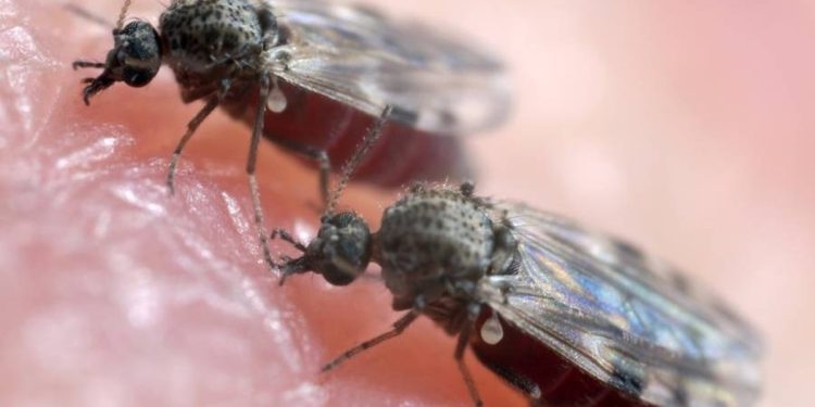 Febre Oropouche: confirmado primeiro caso da doença em Goiás