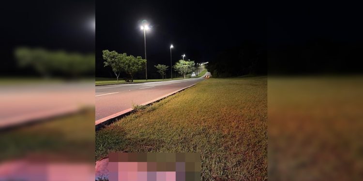 Onça-parda flagrada por motorista no Lago Norte morre atropelada na L4. Veja vídeo