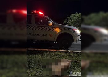 Onça-parda morta após atropelamento no DF era fêmea e ainda jovem. Veja vídeo