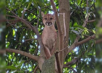 Morte de onça-parda em resgate no Entorno completa um mês sem resposta