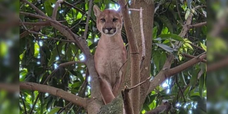 Morte de onça-parda em resgate no Entorno completa um mês sem resposta