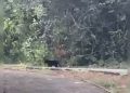 Ibram afirma que “onça-preta” avistada na Ermida Dom Bosco era um gato
