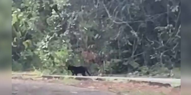 Ibram afirma que “onça-preta” avistada na Ermida Dom Bosco era um gato