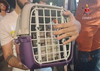 Cachorro e gato são resgatados após loja pegar fogo na Asa Norte