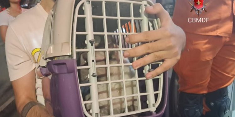 Cachorro e gato são resgatados após loja pegar fogo na Asa Norte