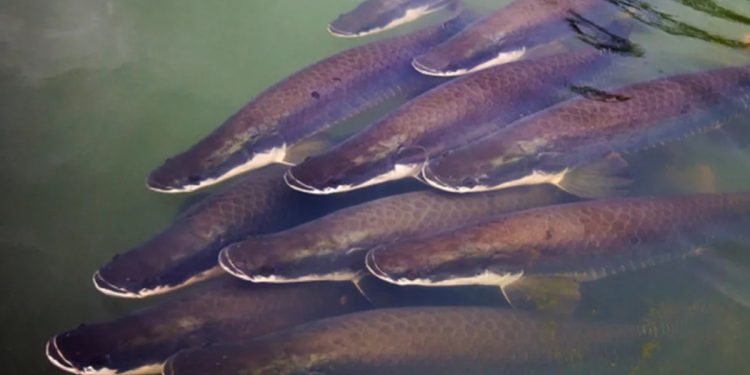 Pirarucu: abate de “peixe invasor” é ampliado para mais rios e lagos