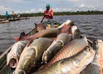 Abate, revenda e equipamentos: veja regras para a pesca do pirarucu
