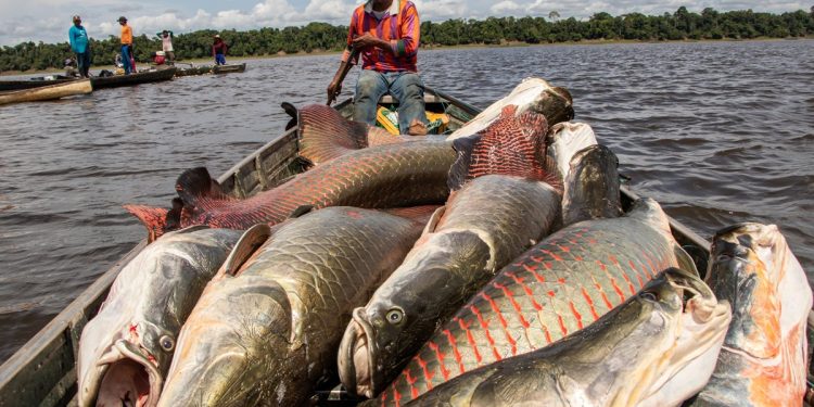 Abate, revenda e equipamentos: veja regras para a pesca do pirarucu