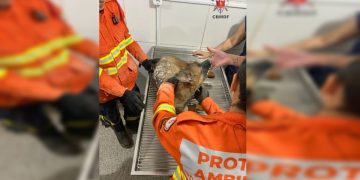 Cachorro soterrado em concreto sobrevive e agora busca um lar