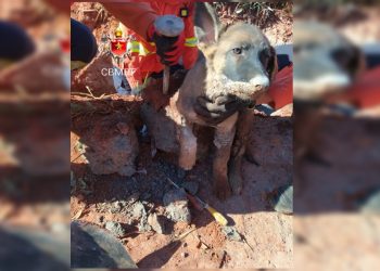 Cachorro salvo após passar noite preso em concreto está em recuperação