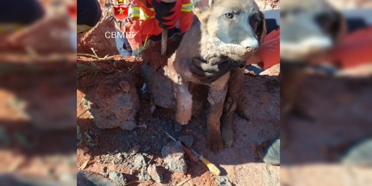 Bombeiros resgatam filhote de cachorro preso em concreto no Paranoá. Veja vídeo