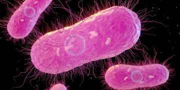 EUA investiga infecções por salmonella ligadas a aves domésticas