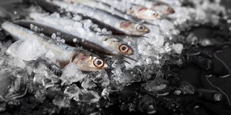 Anvisa manda recolher lote de sardinha congelada contaminada