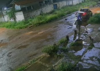Crueldade: homem desce de carro, abandona 5 cachorros e vai embora. Veja vídeo