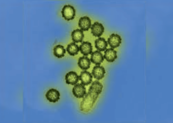 Gripe K: Goiás confirma três casos da variante em cidades distintas