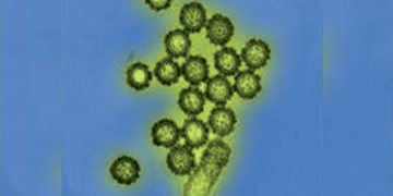 Gripe K: Goiás confirma três casos da variante em cidades distintas